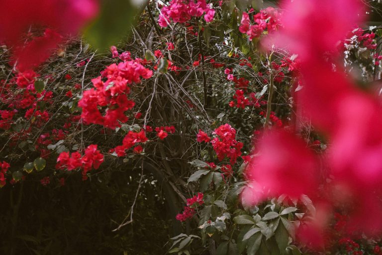 Como as alergias e a primavera afetam o cabelo e o couro cabeludo