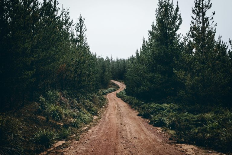 Prazo para limpeza de terrenos termina esta terça-feira Limpeza de terrenos (Floresta) - New Men