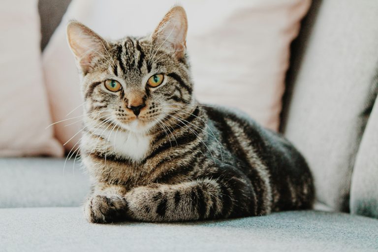 Dicas para evitar golpes de calor em animais de estimação durante os meses mais quentes