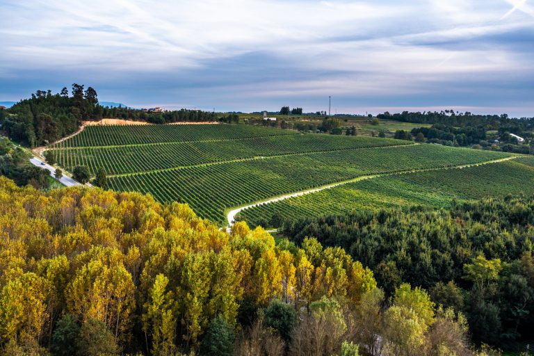 Espumante da Casa de Santar Vinha dos Amores Encruzado repete o Ouro no Concurso Vinho do Dão