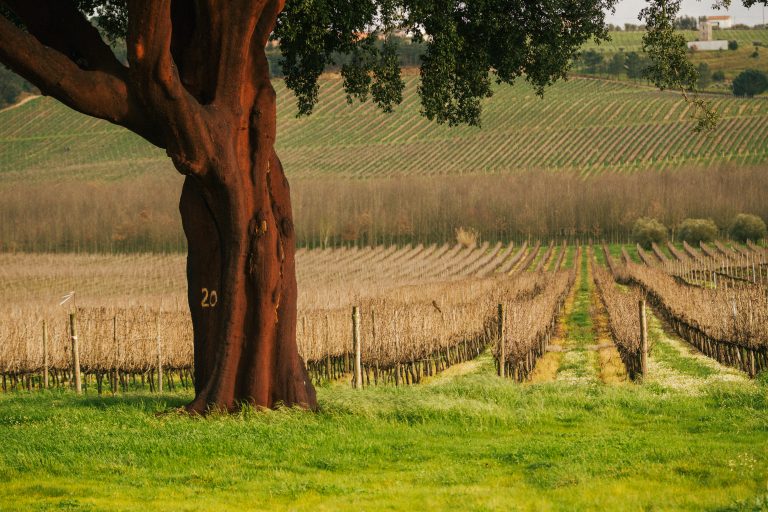 Casa de Santar relança o Vinha dos Amores Encruzado 2017 como “Dão Nobre”
