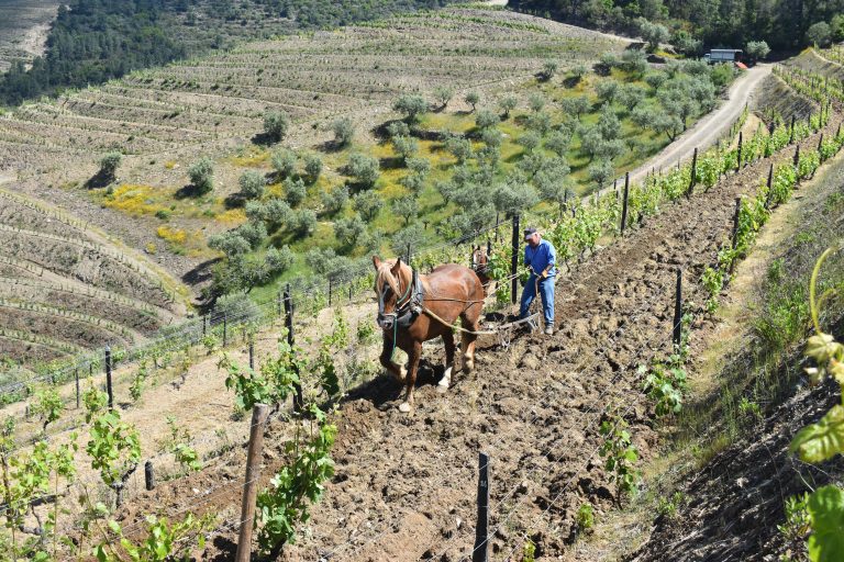Quinta dos Muros lança vinhos de autor e entra no mundo do azeite