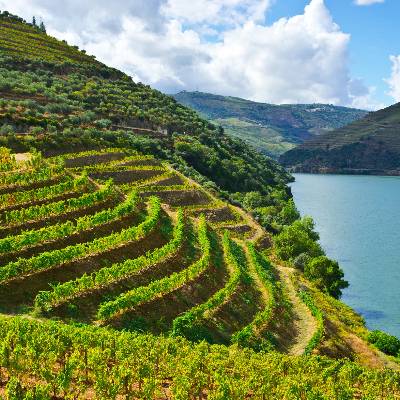 Duorum lança vinho em homenagem às abelhas