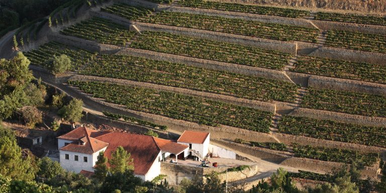O mundo prefere vinhos mais frescos e menos alcoólicos